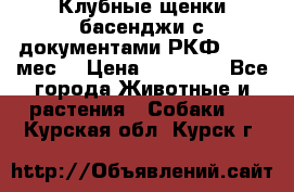 Клубные щенки басенджи с документами РКФ - 2,5 мес. › Цена ­ 20 000 - Все города Животные и растения » Собаки   . Курская обл.,Курск г.